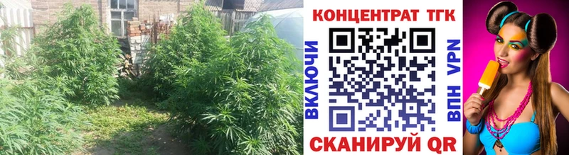 Купить  Грайворон  Дистиллят ТГК концентрат 